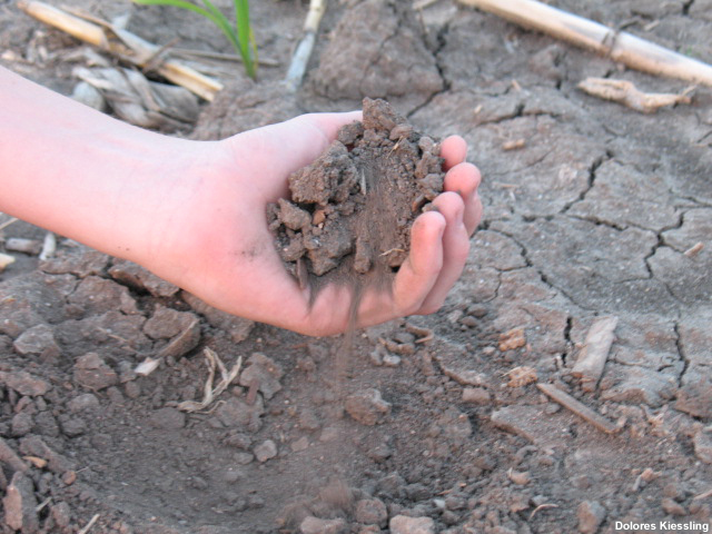 Hand holding dry dirt in a corn field