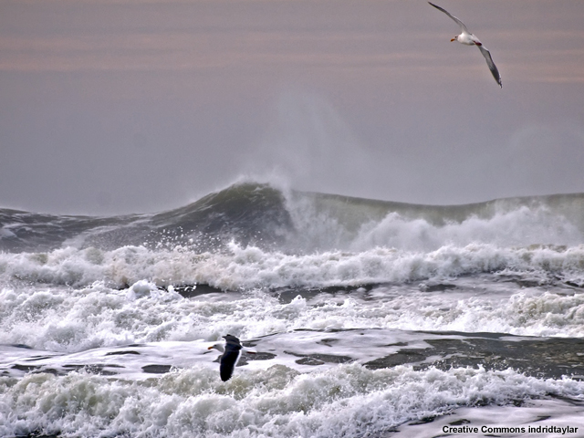 Gulls over stormy swells and breaking waves at Ocean Beach, San Francisco 