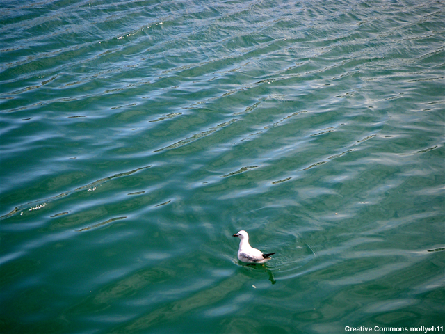 A seagull floats at sea with waves passing underneath.