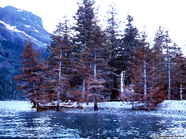 Alaska Earthquake March 27, 1964. These spruce trees on a gravel spill on Resurrection Bay on the Kenai Peninsula are in an area which tectonically subsided 3 feet during the earthquake. The subsidence dropped the shallow roots of these trees below high tide, where they were killed by repeated inundation in salt water.