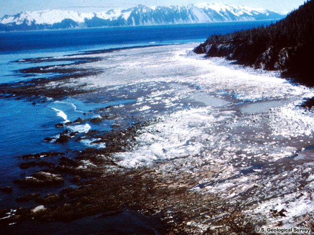 Alaska Earthquake March 27, 1964. Uplifted sea floor at Cape Cleare on Montague Island in Prince William Sound in the area of the greatest recorded tectonic uplift on land (33 feet). The very gently slopping flat rocky surface with the white coating which lies between the cliffs and the water is about a quarter of a mile wide. The white coating consists of the remains of calcareous marine organisms that were killed by desiccation when the wave-cut surface was lifted above high tide during the earthquake.