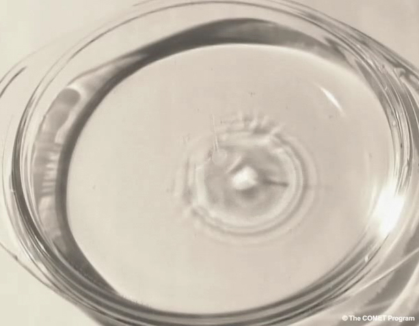 Ripples move away from a drop of water dropped in water.