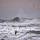 Gulls over 
stormy swells and breaking waves at Ocean Beach, San Francisco 