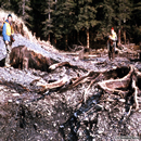 Alaska 
Earthquake March 27, 1964. The stumps in the foreground are part of an 
ancient forest on Latouche Island in Prince William Sound that was 
submerged below sea level and buried in prehistoric times. Tectonic 
uplift of 9 feet during the earthquake raised these stumps above sea 
level once again, demonstrating that the area is tectonically restless. 
