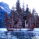 Alaska Earthquake March 27, 1964. These spruce trees on a gravel 
spill on Resurrection Bay on the Kenai Peninsula are in an area which 
tectonically subsided 3 feet during the earthquake. The subsidence 
dropped the shallow roots of these trees below high tide, where they 
were killed by repeated inundation in salt water.