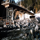 Alaska Earthquake March 27, 1964. Hinchinbrook Coast Guard dock, 
raised above all but the highest tides by regional uplift in Prince 
William Sound. Land in this area rose about 8 feet during the 
earthquake.